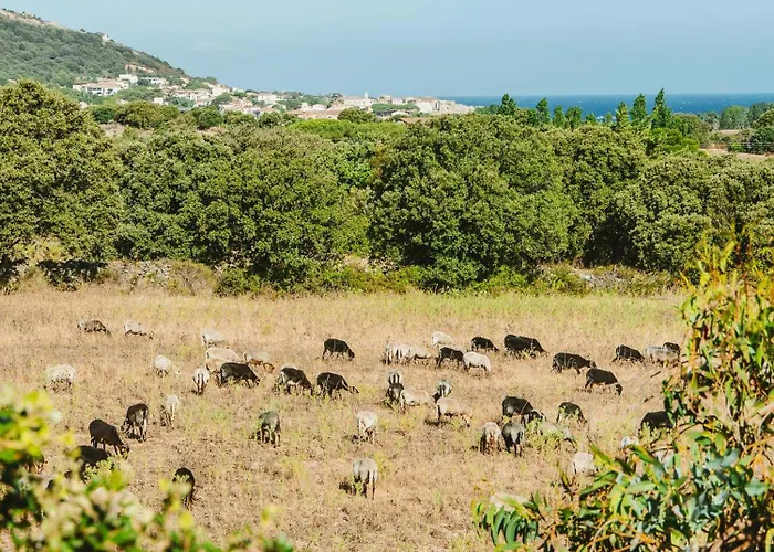 Cozy Near The In Corsica Feriehus *